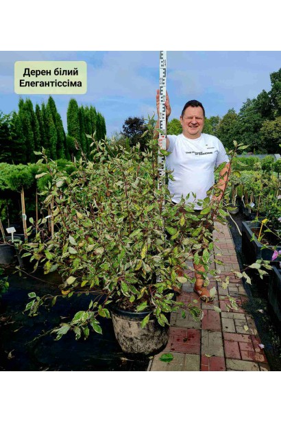 Дерен білий Елегантіссіма - комØ30-35см/вага25-30кг/сіткаØ40см+джут/вис.90-100см/Ø60-80см